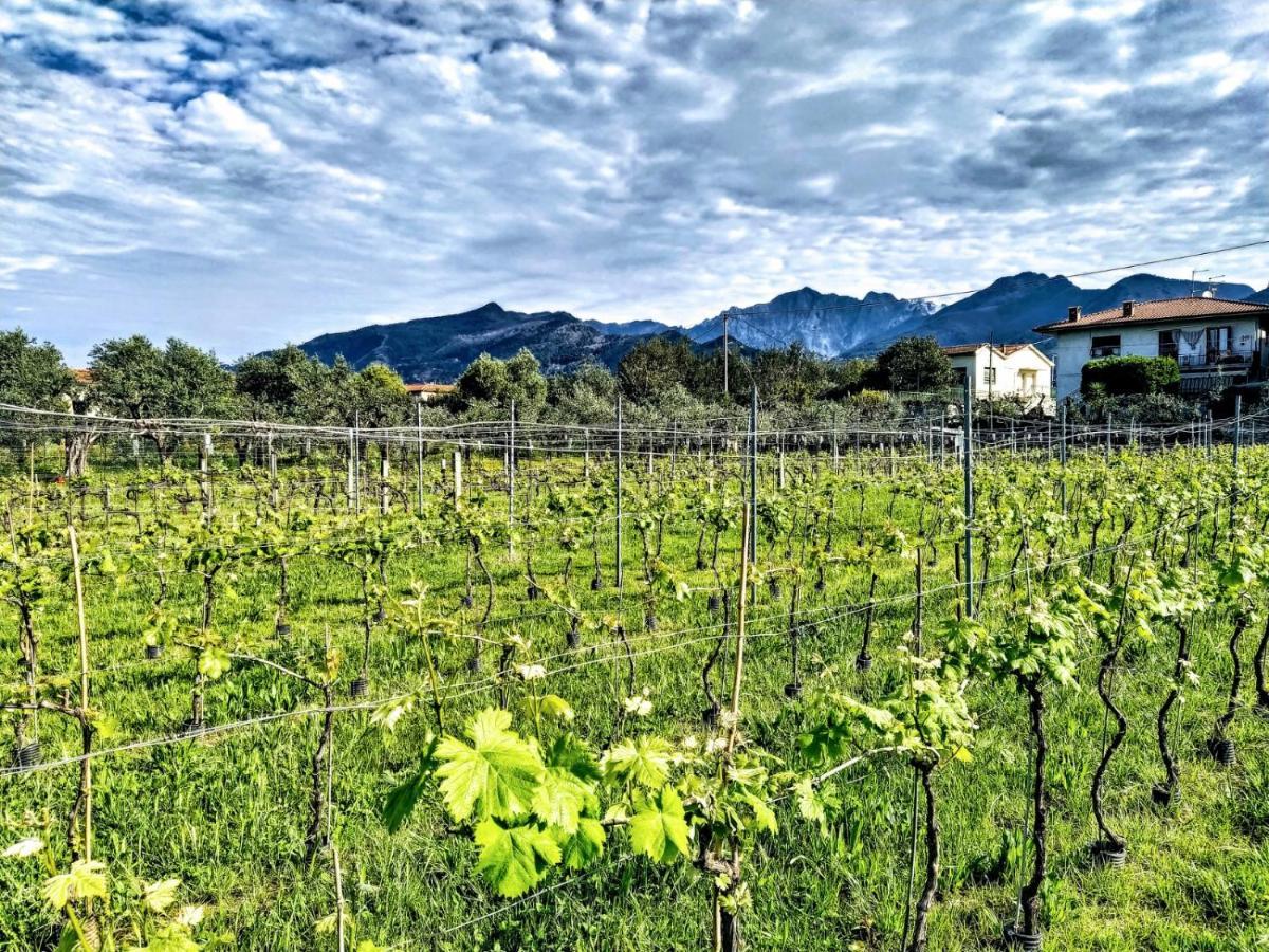 Agriturismo La Vite Maritata Пиетрасанта Екстериор снимка
